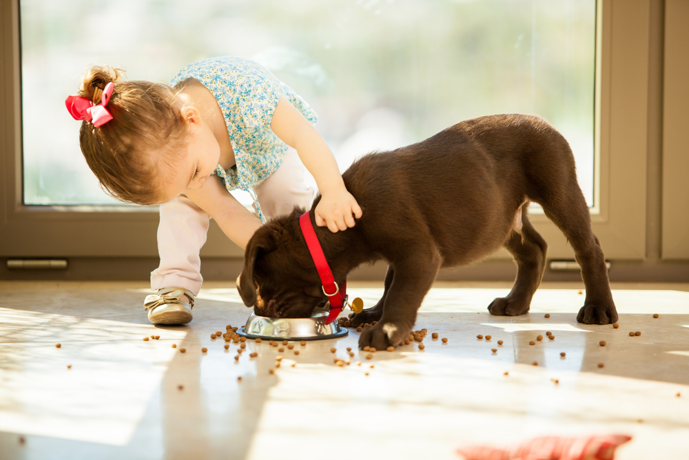 Bringing a Puppy Home? Discover This Expert Advice on Good Habits and Potty Training.