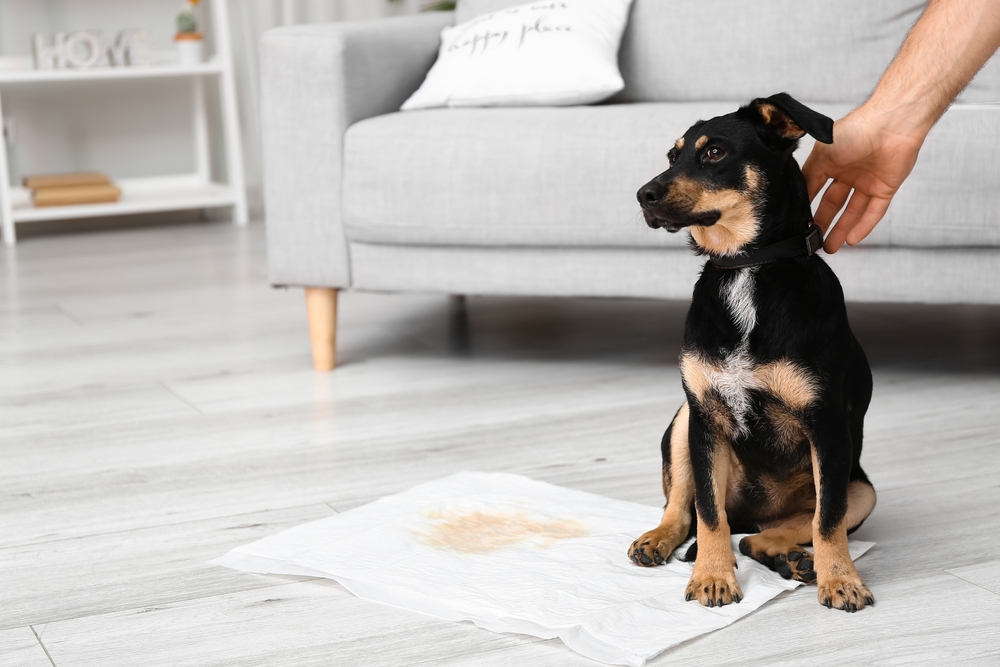 A “Puppy List” of Things to Do For Potty Training Will Help With Inevitable Accidents. Here’s One For How to Deal With Mishaps and Clean Them Up.