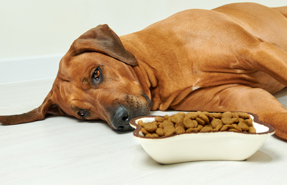 Best Dog Food For Sensitive Stomach