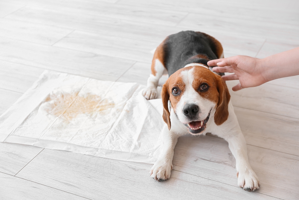 Puppy Potty Training Tips Are Crucial For Your New Young Dog. Adopt These Dos and Don’ts to Ensure You Achieve Quick and Effective Potty Training.